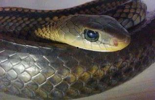 国产蛇能长大吗视频大全,视频大全揭秘蛇类成长奥秘